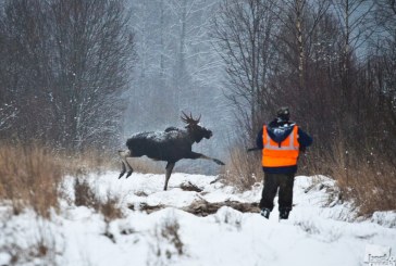 В Кировской области при охоте на лося ранен загонщик