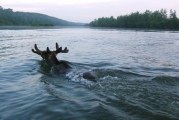 Добывшему лося веслом вынесли приговор