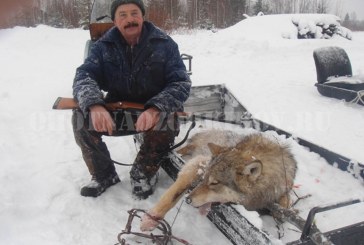 С начало 2017 года В кировской области добыто 10 волков