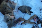 Косуля с детенышами убита браконьером в Ленинградской области