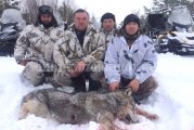 С начала года в Кировской области добыт уже 81 волк