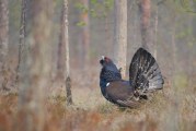 Весенняя охота 2017 в Ярославской области
