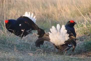 Сроки весенней охоты 2017 в Вологодской области