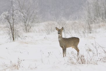 Два факта браконьерства выявлено за неделю в Саратовской области