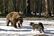 На Вологодчине приближается весенний сезон охоты на медведя