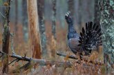 Установлены сроки весенней охоты 2017 в Томской области