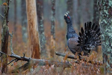 Установлены сроки весенней охоты 2017 в Томской области
