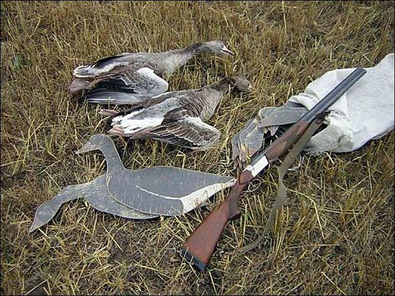 Определены сроки весенней охоты 2017 в Сахалинской области