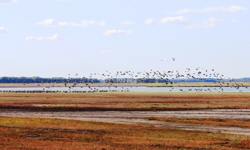Уникальный маршрут для наблюдений за птицами в Омской области