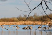 В Башкирии обсуждают запрет весенней охоты 2018