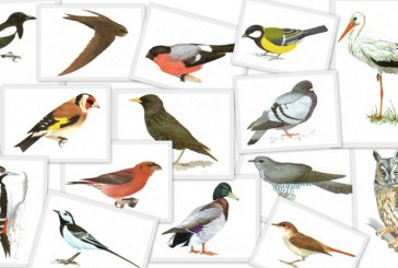 Наука в помощь охотнику – голоса птиц России онлайн