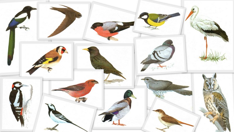 Наука в помощь охотнику — голоса птиц России онлайн