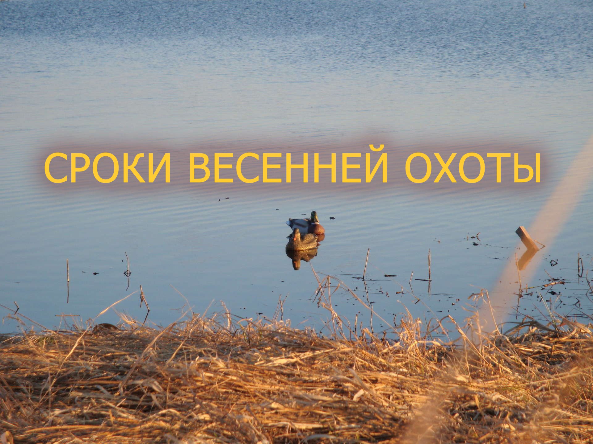 Весенняя охота 2018: В Костроме утвердили сроки