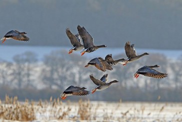 Весенняя охота 2018: Тульская область установила сроки открытия