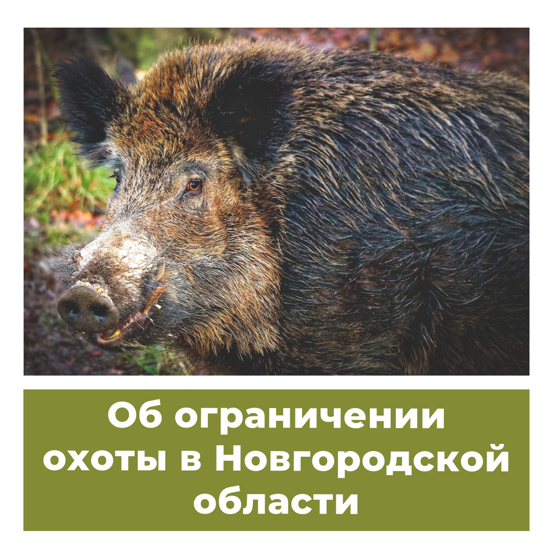 Об ограничении охоты в Новгородской области