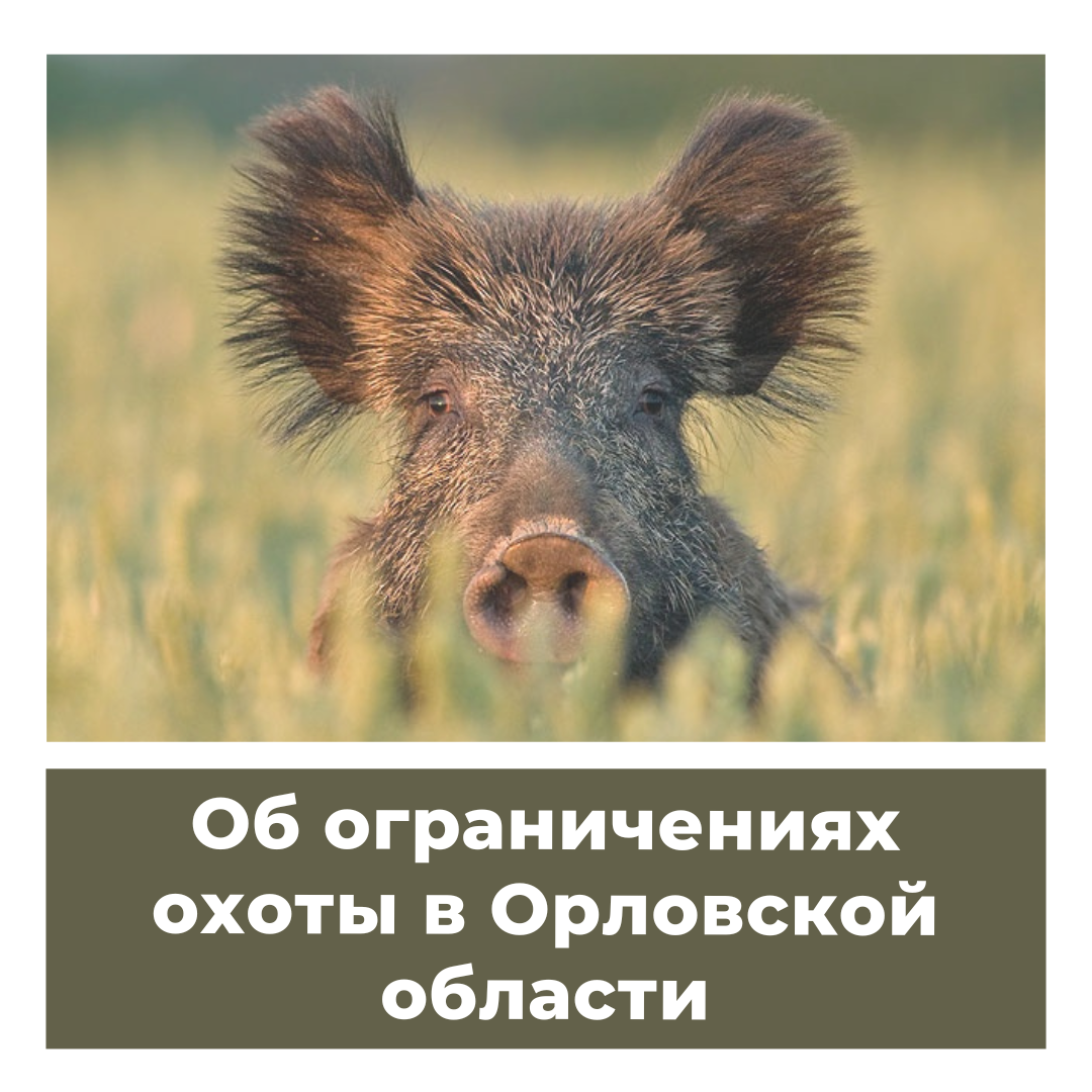 Об ограничениях охоты в Орловской области