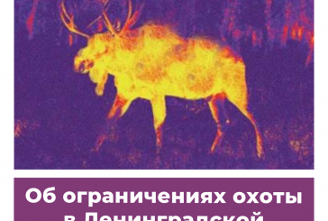 Об ограничениях охоты в Ленинградской области