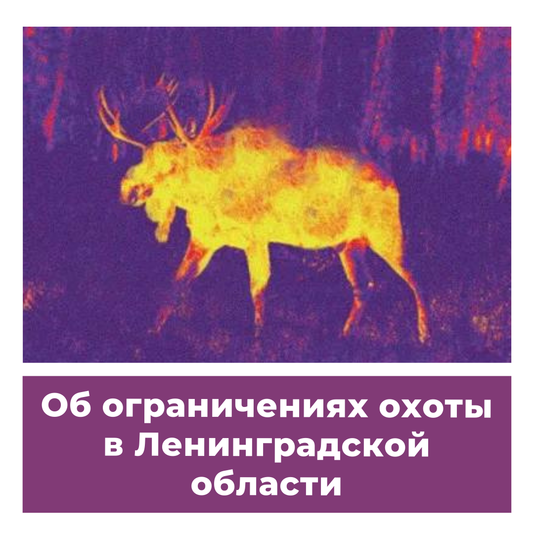 Об ограничениях охоты в Ленинградской области