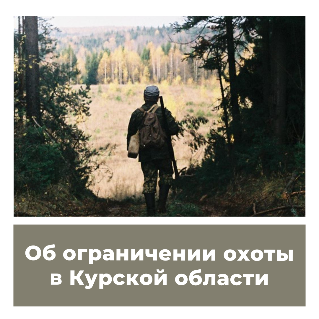 Об ограничении охоты в Курской области