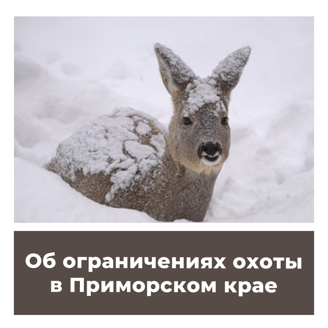 Об ограничениях охоты в Приморском крае