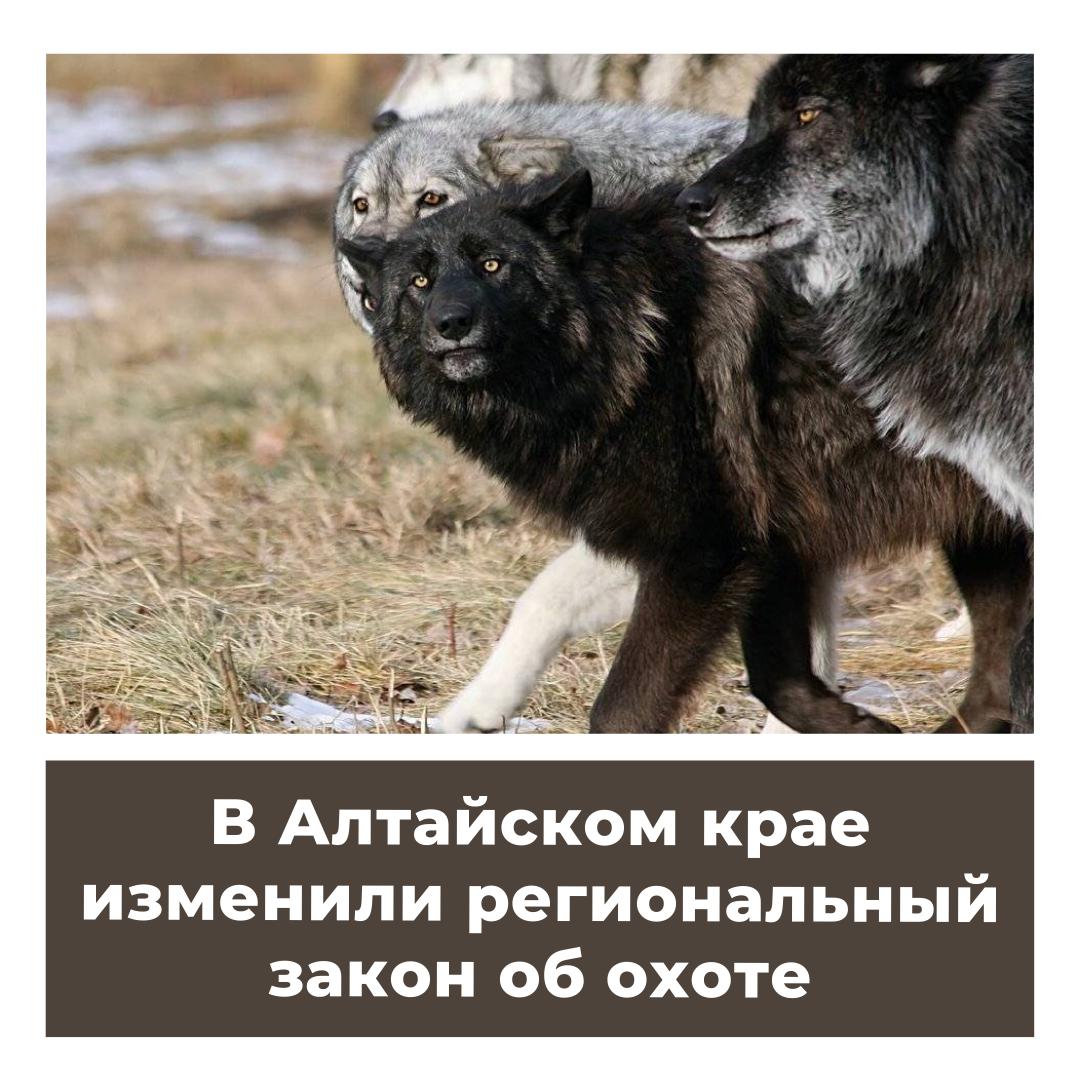 Законы Алтайского края. Сроки охоты в алтайском крае 2024
