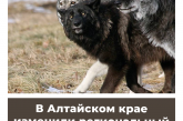 В Алтайском крае изменили региональный закон об охоте