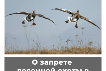 Сроки весенней охоты 2024 в новосибирской области. Открытие весенней охоты 2024 по регионам. Цитаты со смыслом про весеннюю охоту на уток.