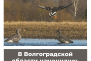В Волгоградской области изменились сроки охоты