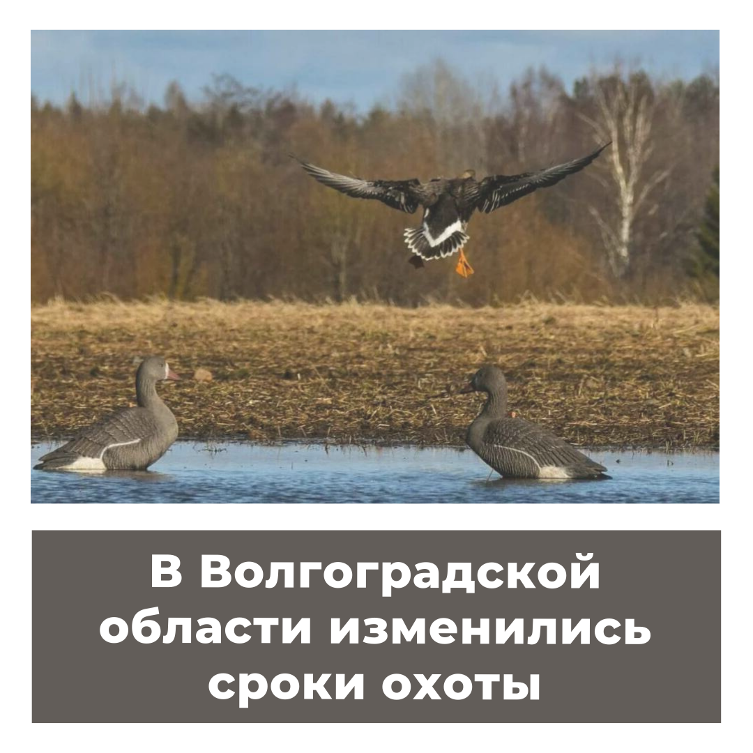 В Волгоградской области изменились сроки охоты