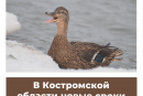 В Костромской области новые сроки весенней охоты