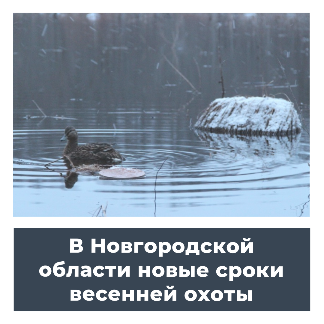 В Новгородской области новые сроки весенней охоты