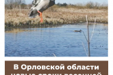 В Орловской области новые сроки весенней охоты