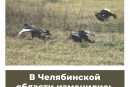 В Челябинской области изменились сроки весенней охоты