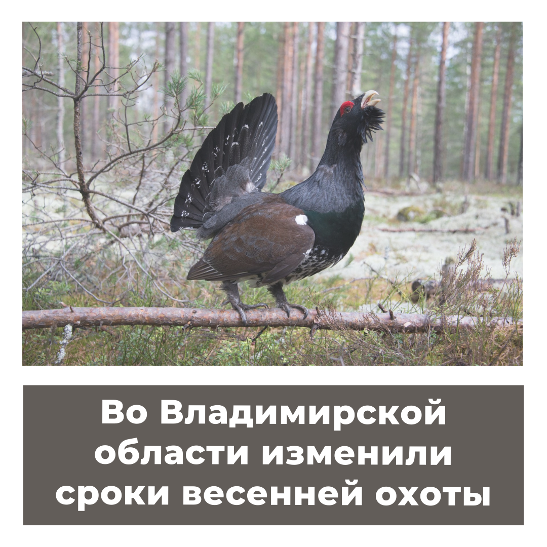 Во Владимирской области изменили сроки весенней охоты