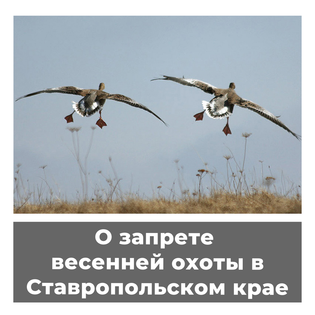 О запрете весенней охоты в Ставропольском крае