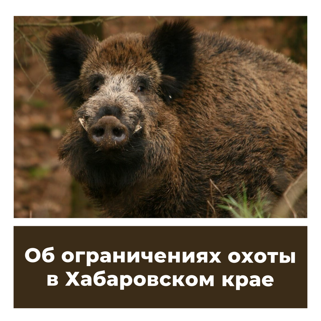 Об ограничениях охоты в Хабаровском крае