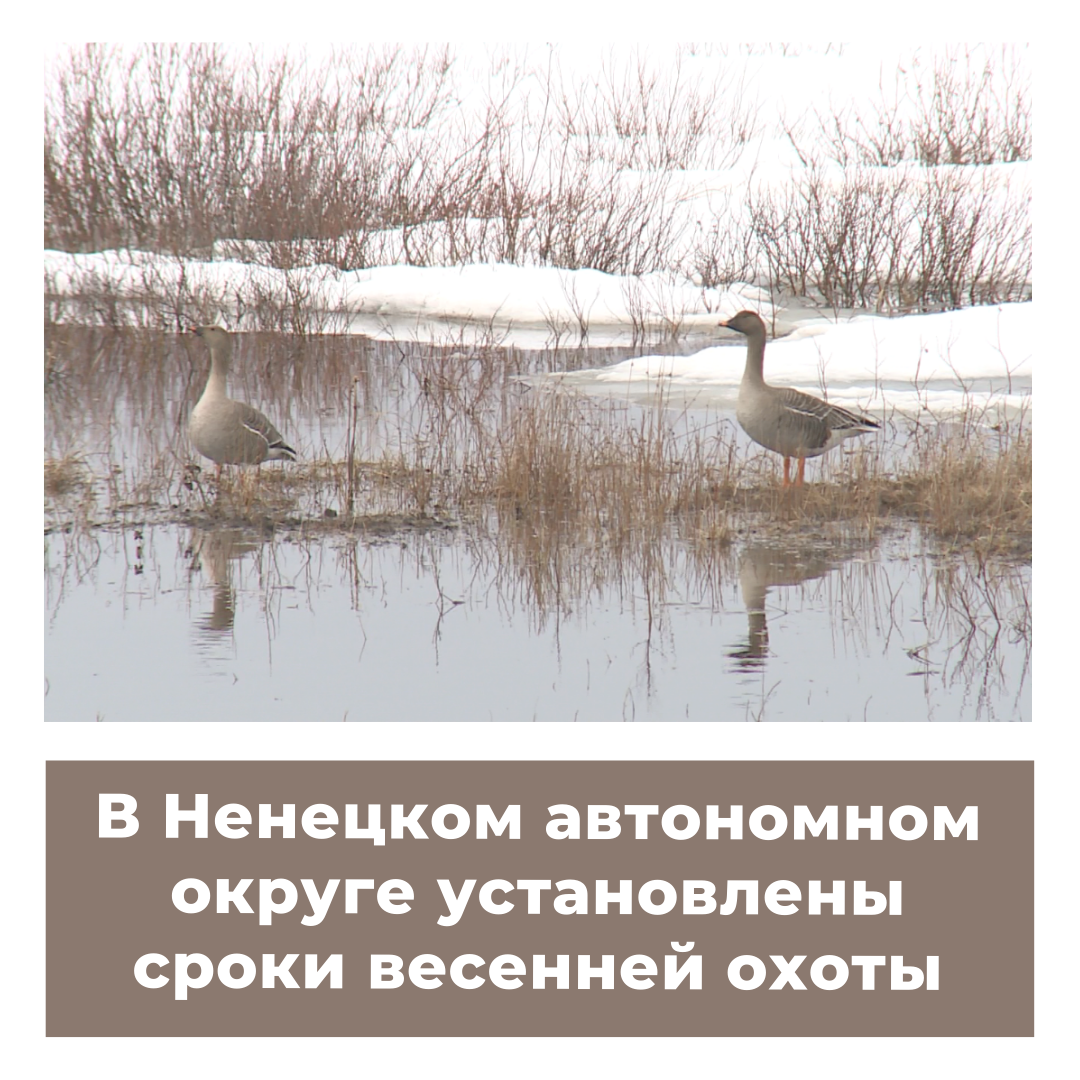 Сроки весенней охоты 2024 в башкирии. Весенняя охота в НАО. Сроки весенней охоты в Вологодской области в 2024 году. Сроки охоты в Амурской области в 2023 году.