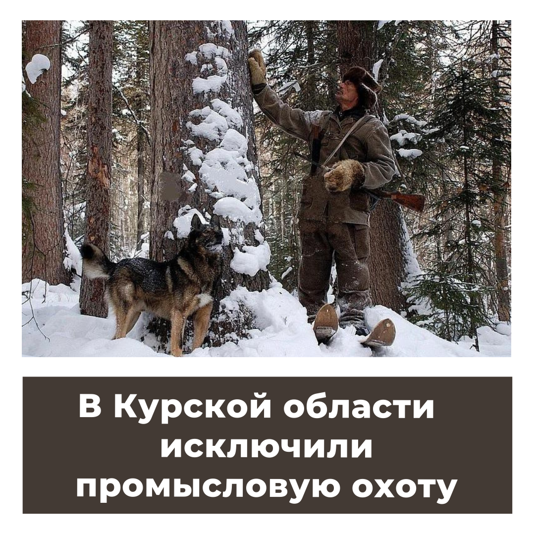 В Курской области  исключили промысловую охоту