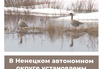 В Ненецком автономном округе установлены сроки весенней охоты