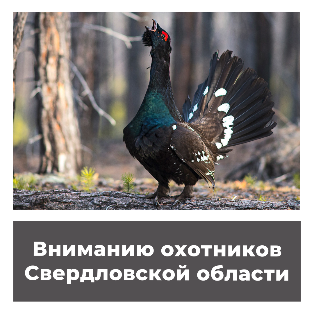 Вниманию охотников Свердловской области