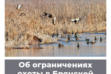 Об ограничениях охоты в Брянской области