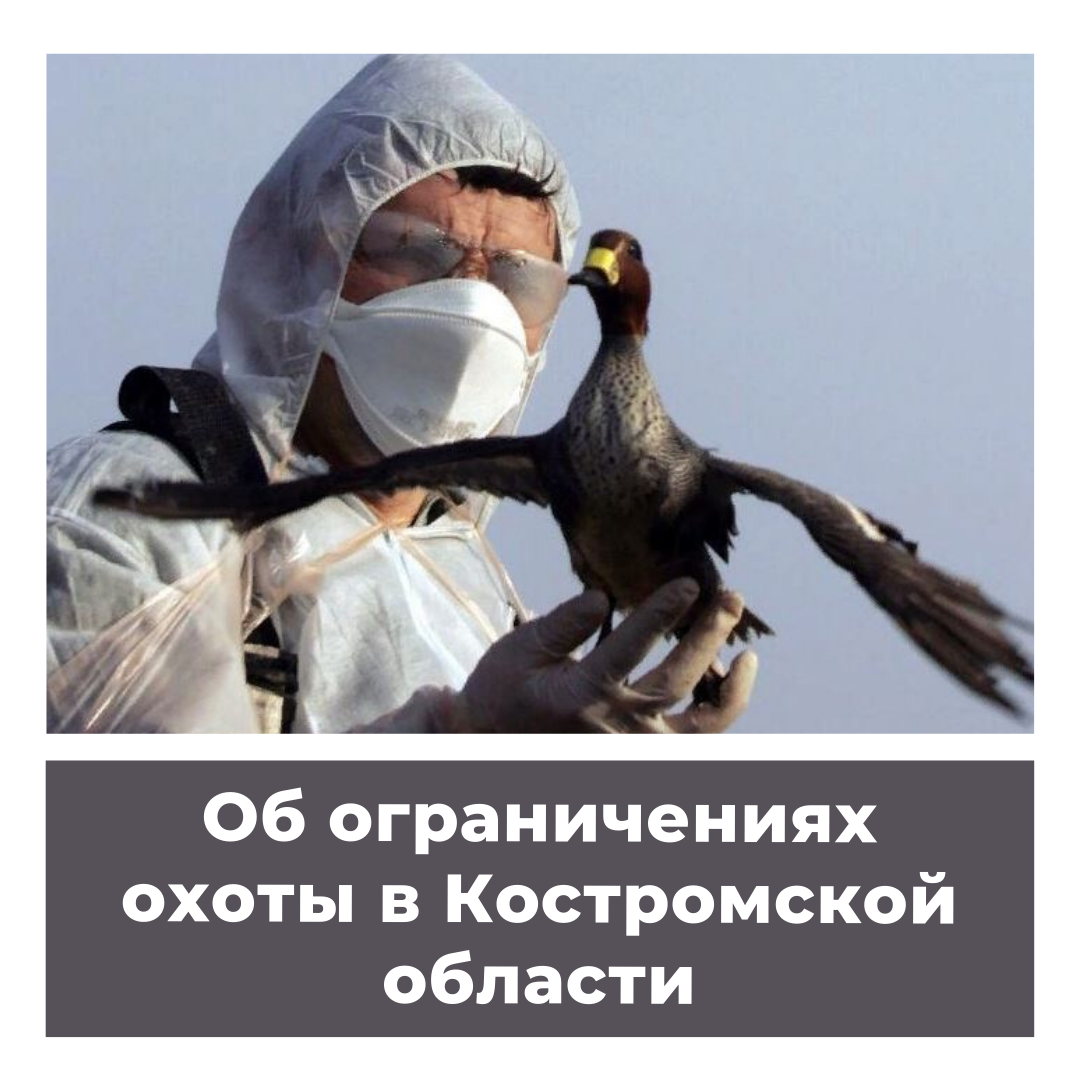 Об ограничении охоты в Костромской области