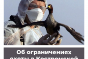 Об ограничениях охоты в Костромской области