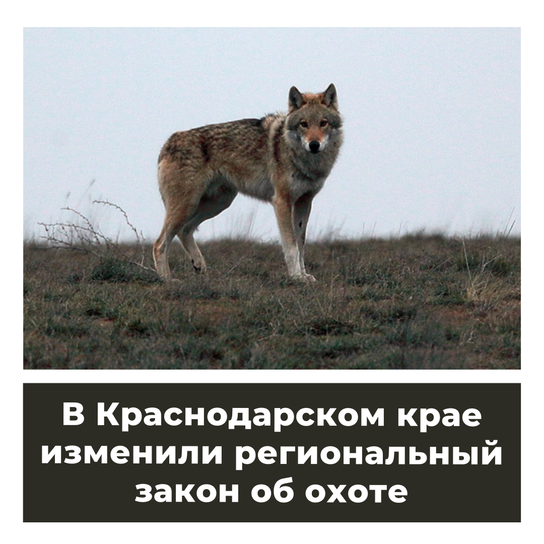 В Краснодарском крае изменили региональный закон об охоте