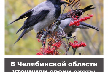 В Челябинской области уточнили сроки охоты на серую ворону