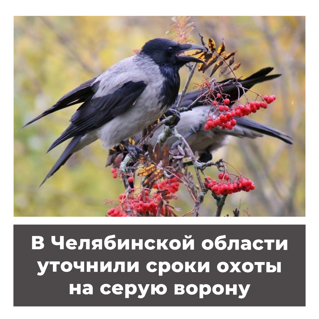 В Челябинской области уточнили сроки охоты на серую ворону
