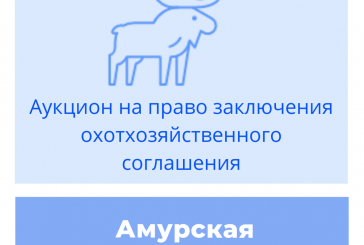 Торги на право заключения охотхозяйственного соглашения в Амурской области