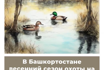 В Башкортостане весенний сезон охоты на птиц откроется в апреле
