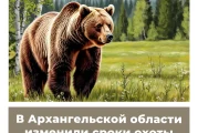 В Архангельской области изменили сроки охоты на бурого медведя