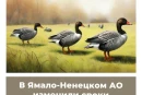 В Ямало-Ненцком АО изменили сроки весенней охоты